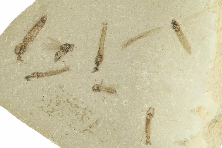 Crane Fly (Tipulidae) Mortality Plate - Green River Formation #360057